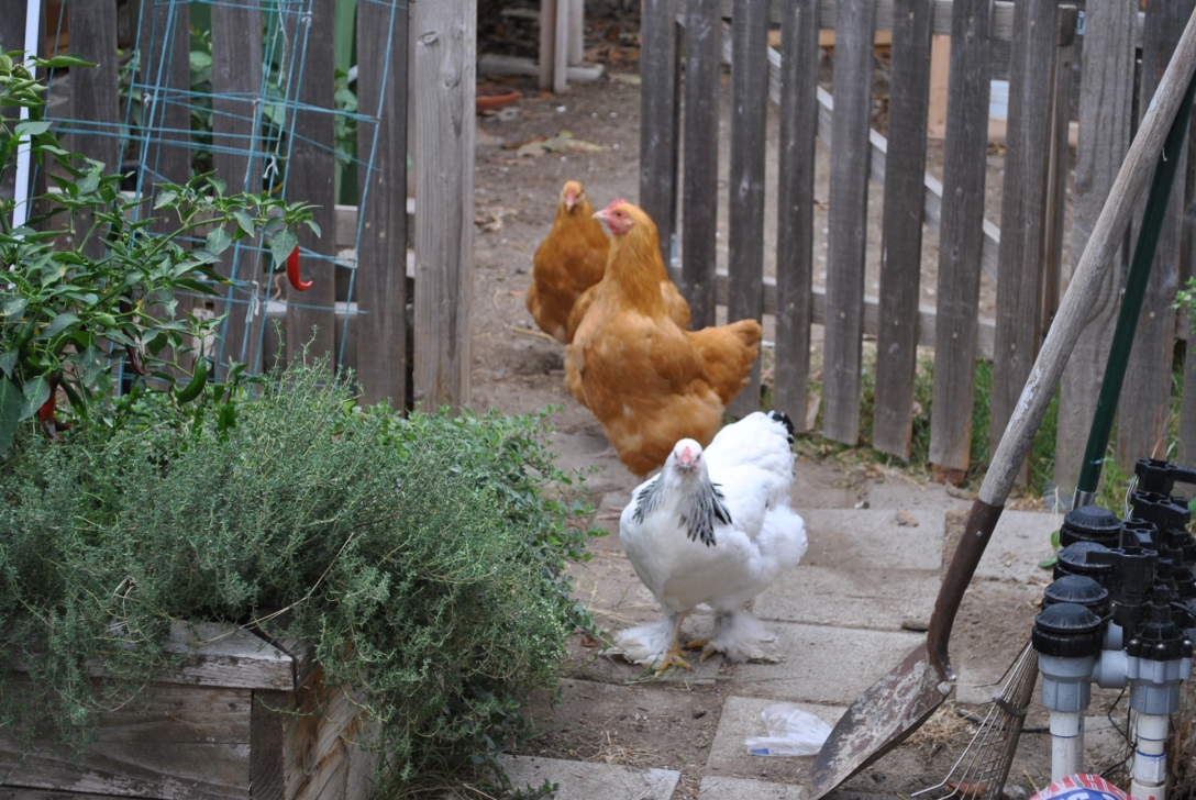 Buff orpington, light brahma, backyard chickens, urban farm chickens in the garden
