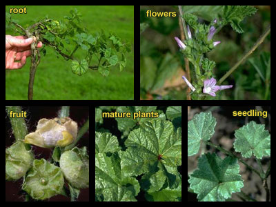 weeds - mallow plant